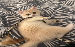 British Shorthair cats for sale: pedigree Golden British Shorthair girl - Image 1