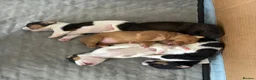 Jack Russell dogs for sale: Miniature Jack Russell’s looking for new homes  - Advert 18