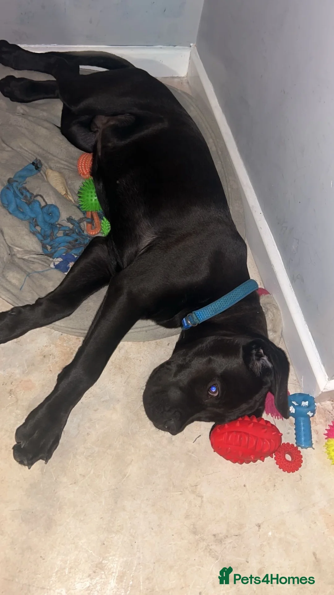 Cane Corso dogs for sale: Cane corso - male - Advert 3