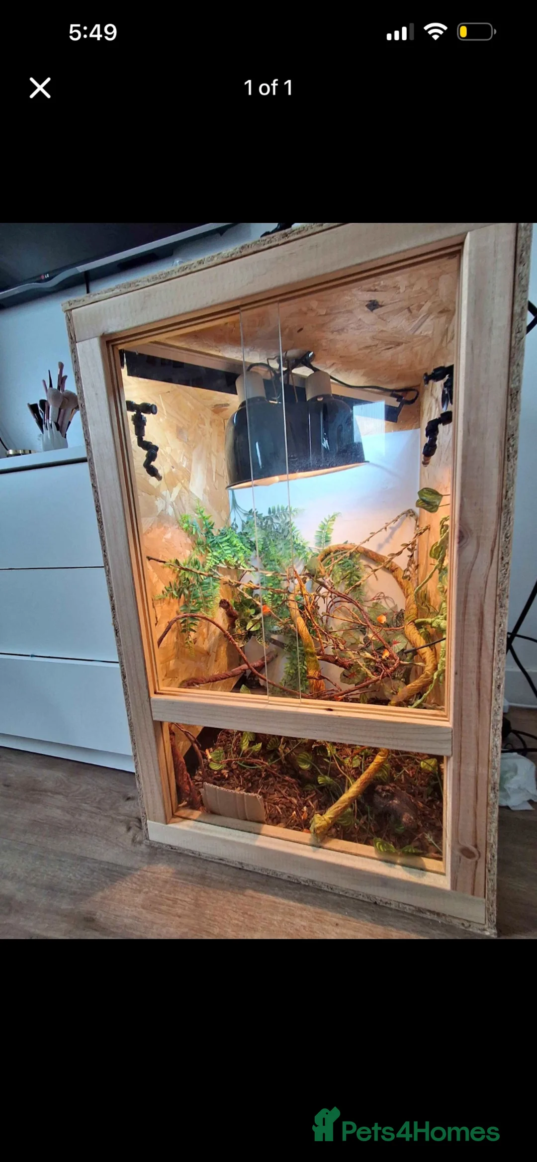 Chameleon reptiles for sale: Chameleon in Aberdare - Advert 1