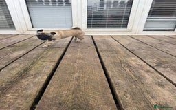 Pug dogs for sale: Pugs for sale  in Middlesbrough - Image 17