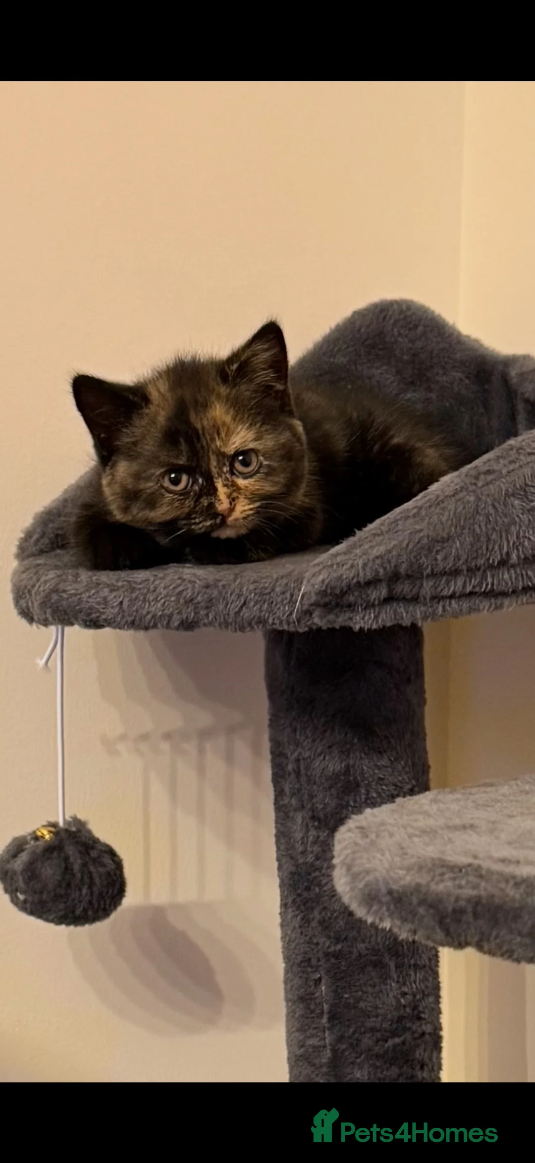 British Shorthair cats for sale: Stunning British Short Hair kittens  in Leyland - Advert 2