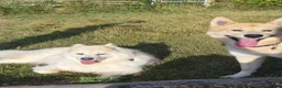 Mixed Breed dogs for stud: Snow dog Stud in Kidwelly - Advert 5