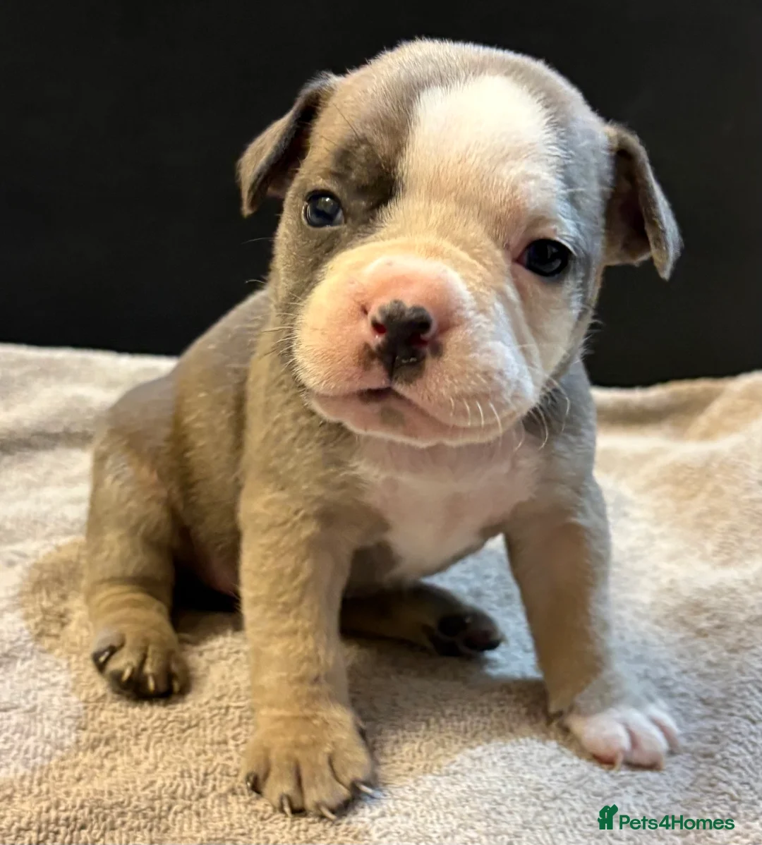 Mixed Breed dogs for sale: Frenchie mix - Advert 23