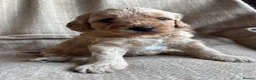 Cavapoochon dogs for sale: Beautiful Cavapoochon Puppies - Advert 17