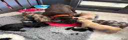 French Bulldog dogs for sale: Amazing frenchies for sale  - Advert 8