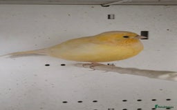 Canaries birds for sale: Canaries  - Image 23