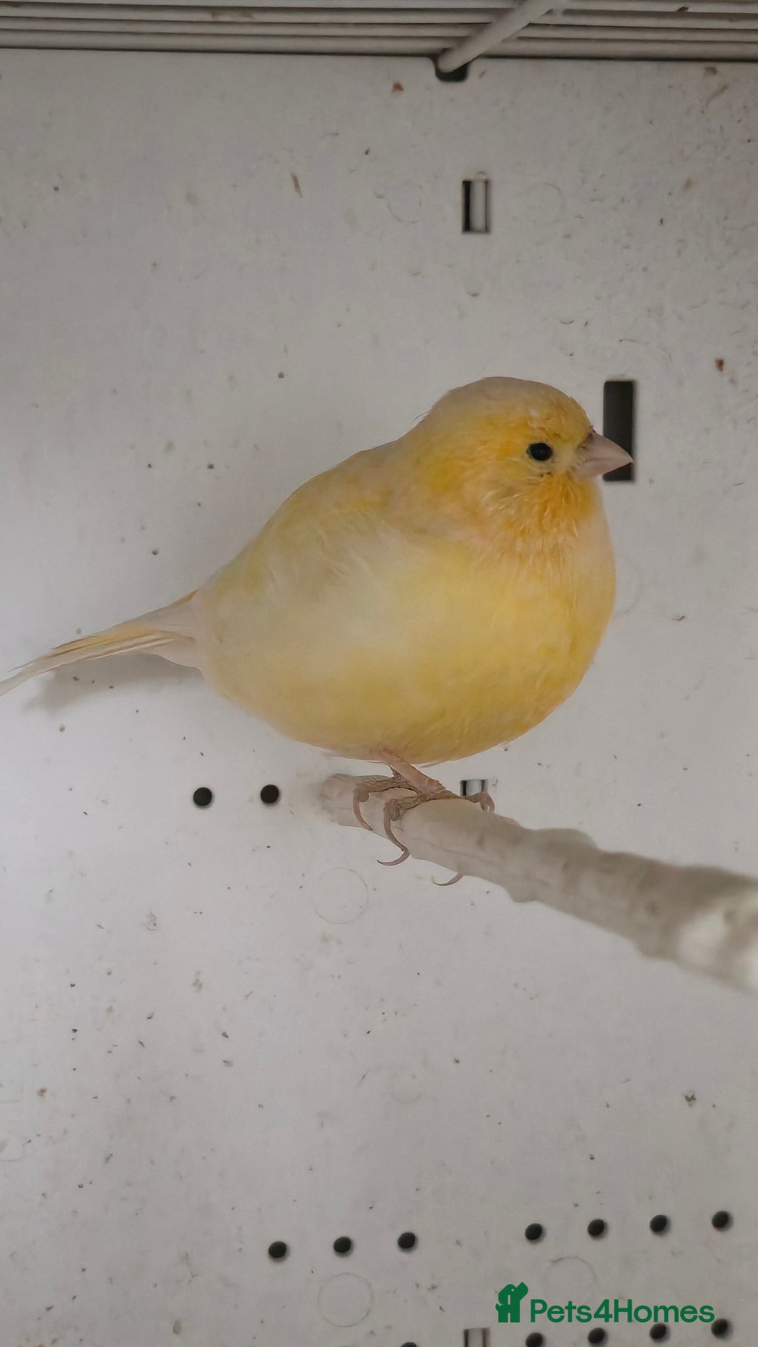 Canaries birds for sale: Canaries  - Image 23