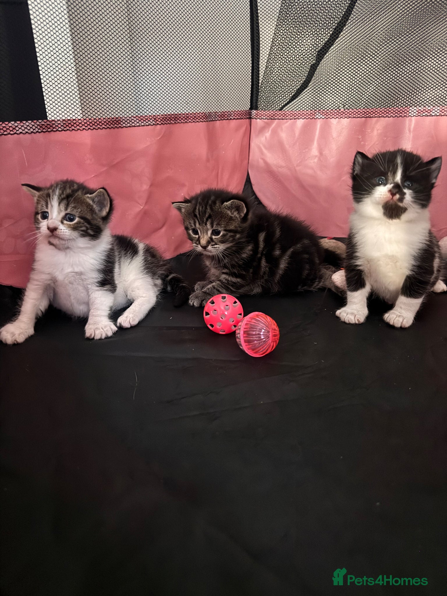 Mixed Breed cats for sale: 4 Adorable Kittens Looking For Forever Homes - Advert 6