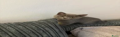 THIS IS MALE