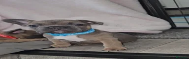 French Bulldog Puppy 6