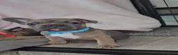 French Bulldog dogs for sale: NEW VIDEOS Gorgeous French Bull Dog Puppies - Advert 7