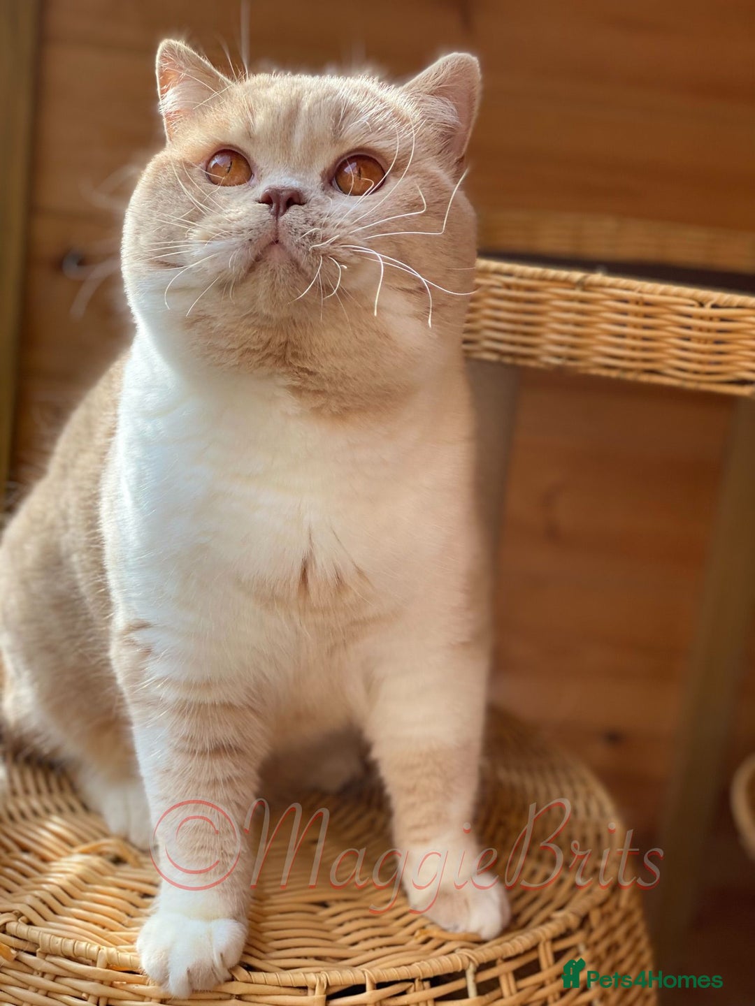 British Shorthair cats for sale: Multicolour GCCF Registered BSH kittens - Advert 19
