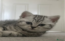 British Shorthair cats for sale: Three Precious Kittens - all 3 reserved  - Image 8