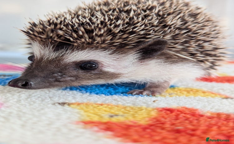 Pygmy Hedgehog rodents - Advert 2