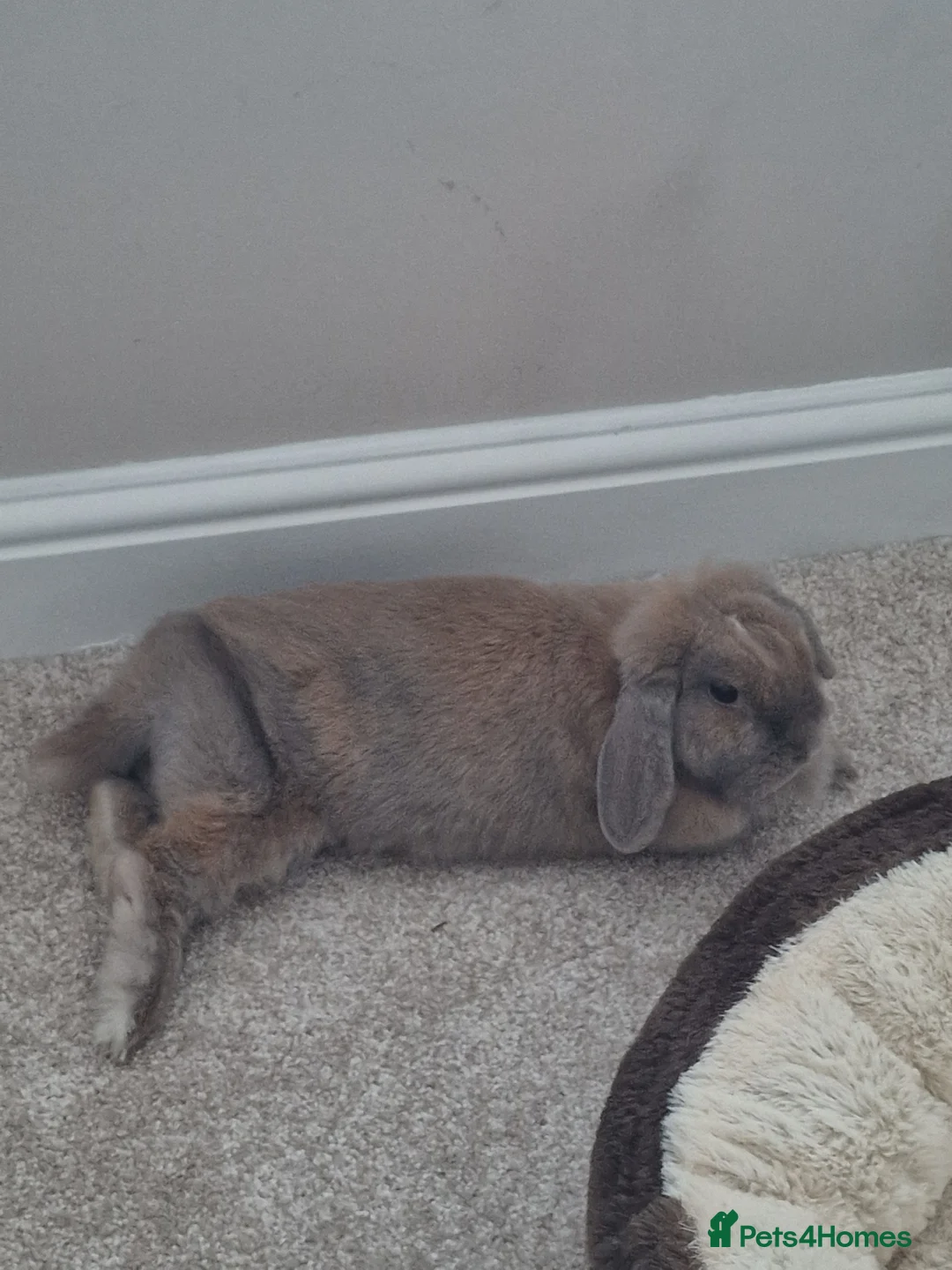 Mini Lop rabbits for sale: House Rabbit Needing Forever Home in Abergele - Advert 3