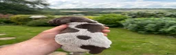 German Shorthaired Pointer dogs for sale: Adorable German Shorthaired Pointer Puppies  - Advert 9