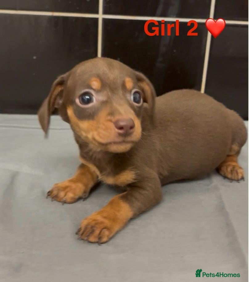 Jackshund dogs Jackschund Puppies - 3 Girls 🩷🩷🩷 - Advert 1