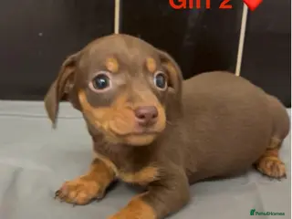 Jackshund dogs Jackschund Puppies - 3 Girls 🩷🩷🩷 - Advert 12
