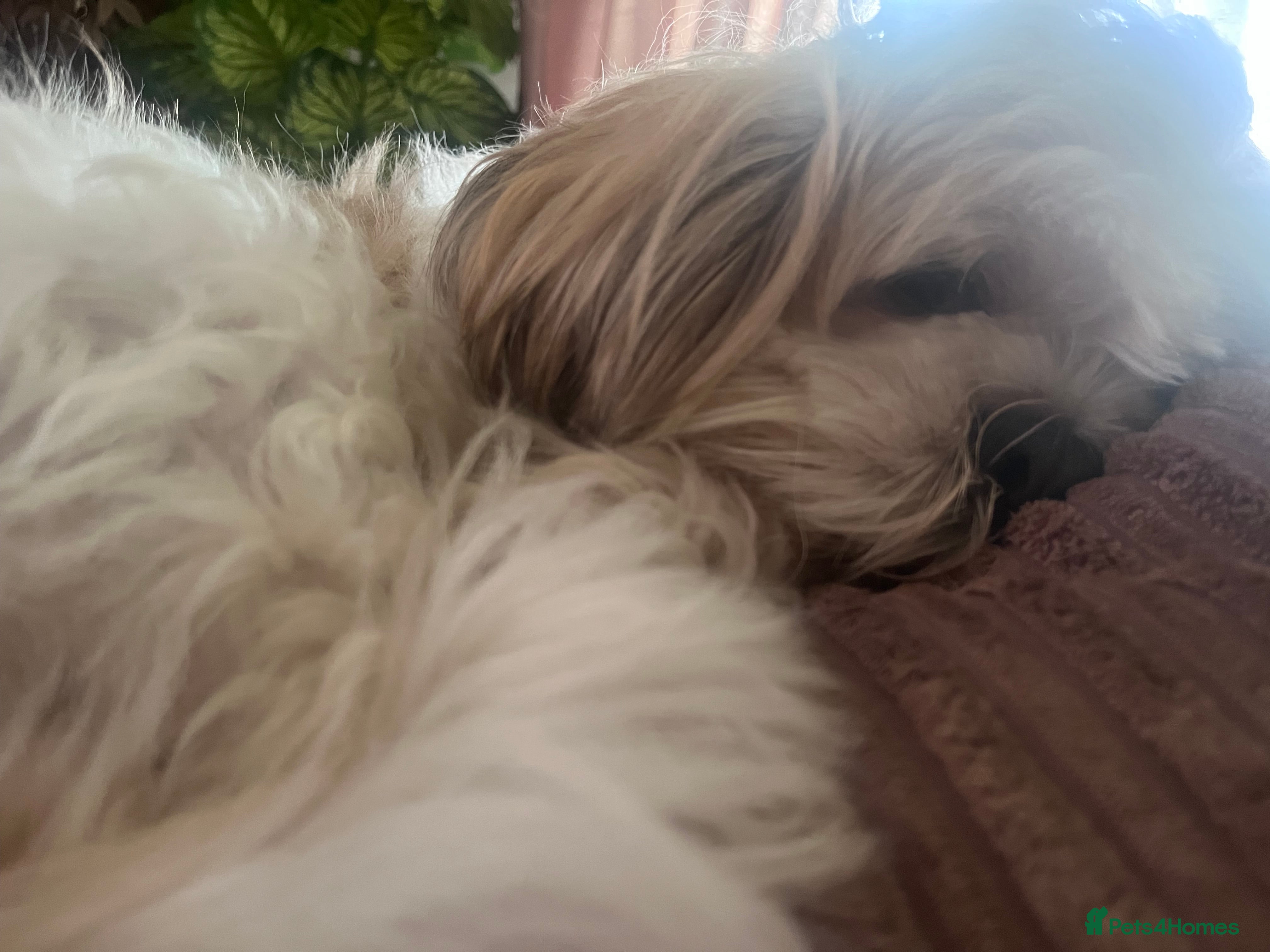 Shih Tzu dogs Beautiful litter of puppy’s  - Advert 1