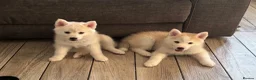 Pomsky dogs for sale: Last 1 now reduced 🩷  F3 real pomsky puppies  - Advert 3