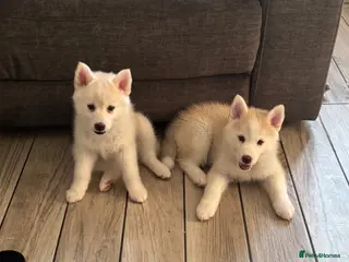 Pomsky dogs Last 2 now reduced 🩷 F3 real pomsky puppies - Advert 13
