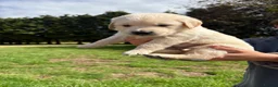 Golden Retriever dogs for sale: Beautiful chunky Golden Retriever puppies for sale in Welshpool - Advert 9
