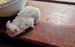 Hamster rodents for sale:  **last 2 now reserved *** Baby syrian hamsters  - Image 5