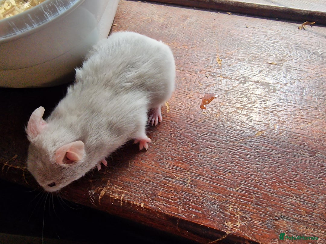 Hamster rodents for sale:  **last 2 now reserved *** Baby syrian hamsters  - Image 5