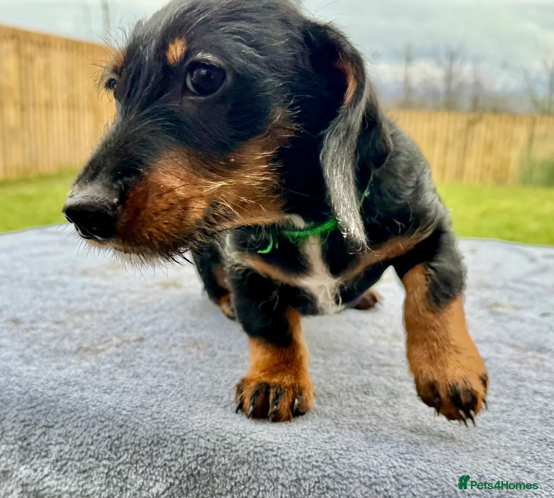 Dachshund dogs for sale: Dachshund puppies standard, wired-haired & smooth - Advert 10