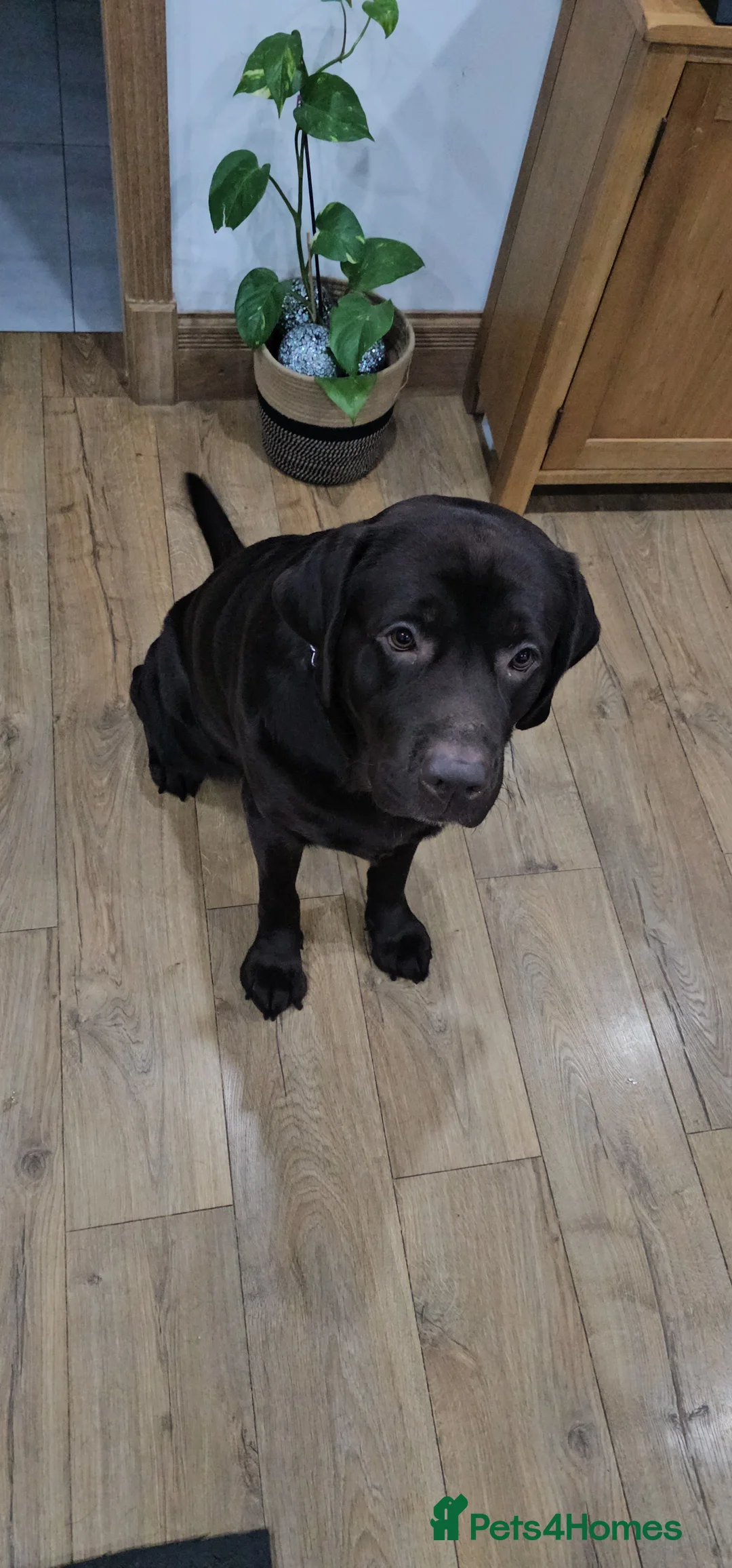 Labrador Retriever dogs for stud: Mr. Aj - Advert 5