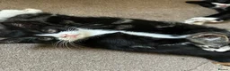 Mixed Breed cats for sale: 3 female kittens ready to go  - Advert 3