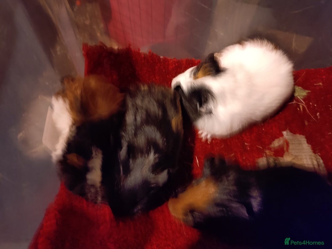 Guinea Pig rodents for sale: Baby guinea pig females and males - Advert 9