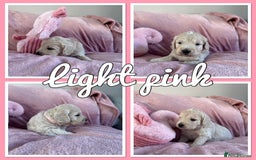 Mini Goldendoodle dogs for sale: Beautiful Family Raised F1 Mini Golden-doodles  - Image 17