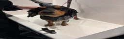 Cocker Spaniel dogs for sale: 2 year old archie in Dundee - Advert 4