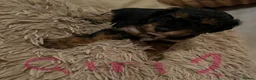 Lhasapoo dogs for sale: Beautiful Lhasapoo puppies  - Advert 4
