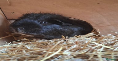 Guinea Pig rodents Frank & Freddie - Advert 2