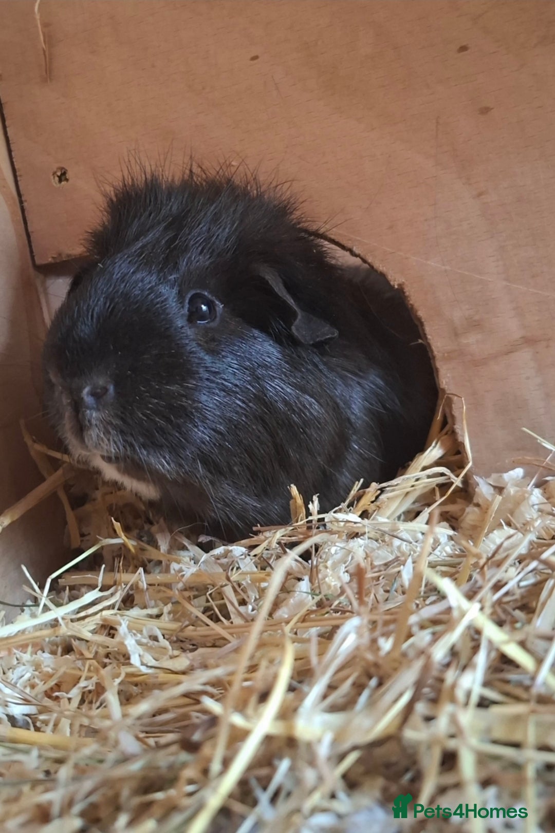 Guinea Pig rodents for sale: Frank & Freddie - Advert 2