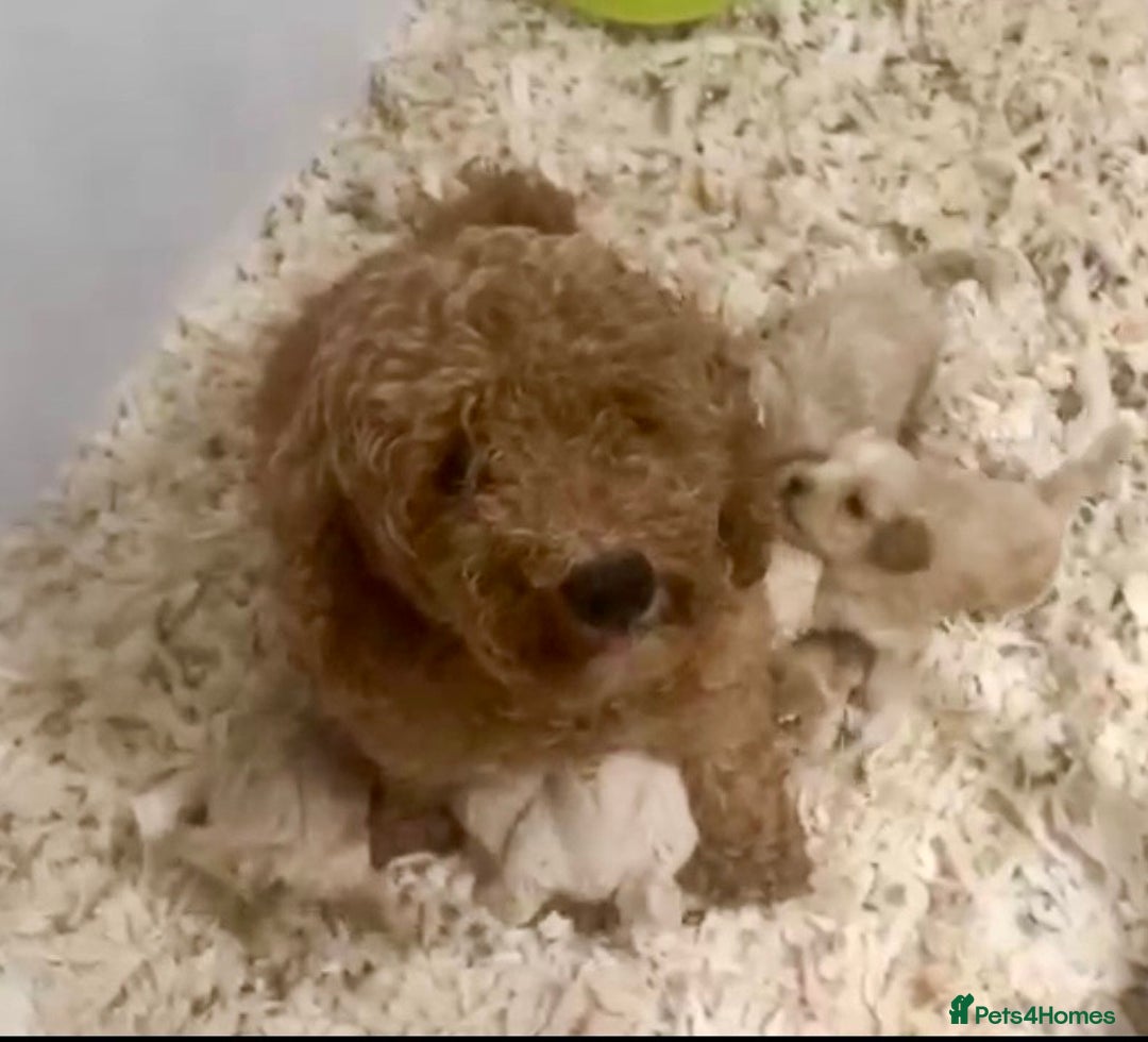 Maltipoo dogs for sale: F1b Maltipoo Mum. KC Maltese dad - Advert 7