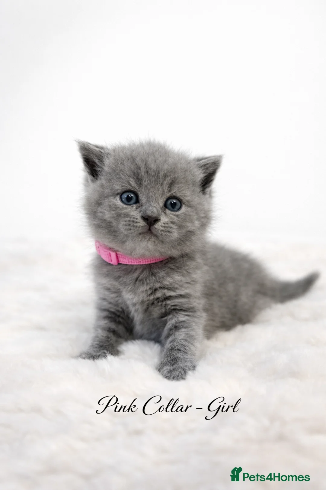 British Shorthair cats for sale: 6 beautiful full British shorthair kittens  - Advert 6