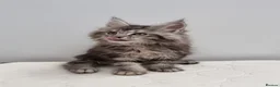 Maine Coon cats for sale: GCCF registered pedigree Maine Coon Kittens  - Advert 14