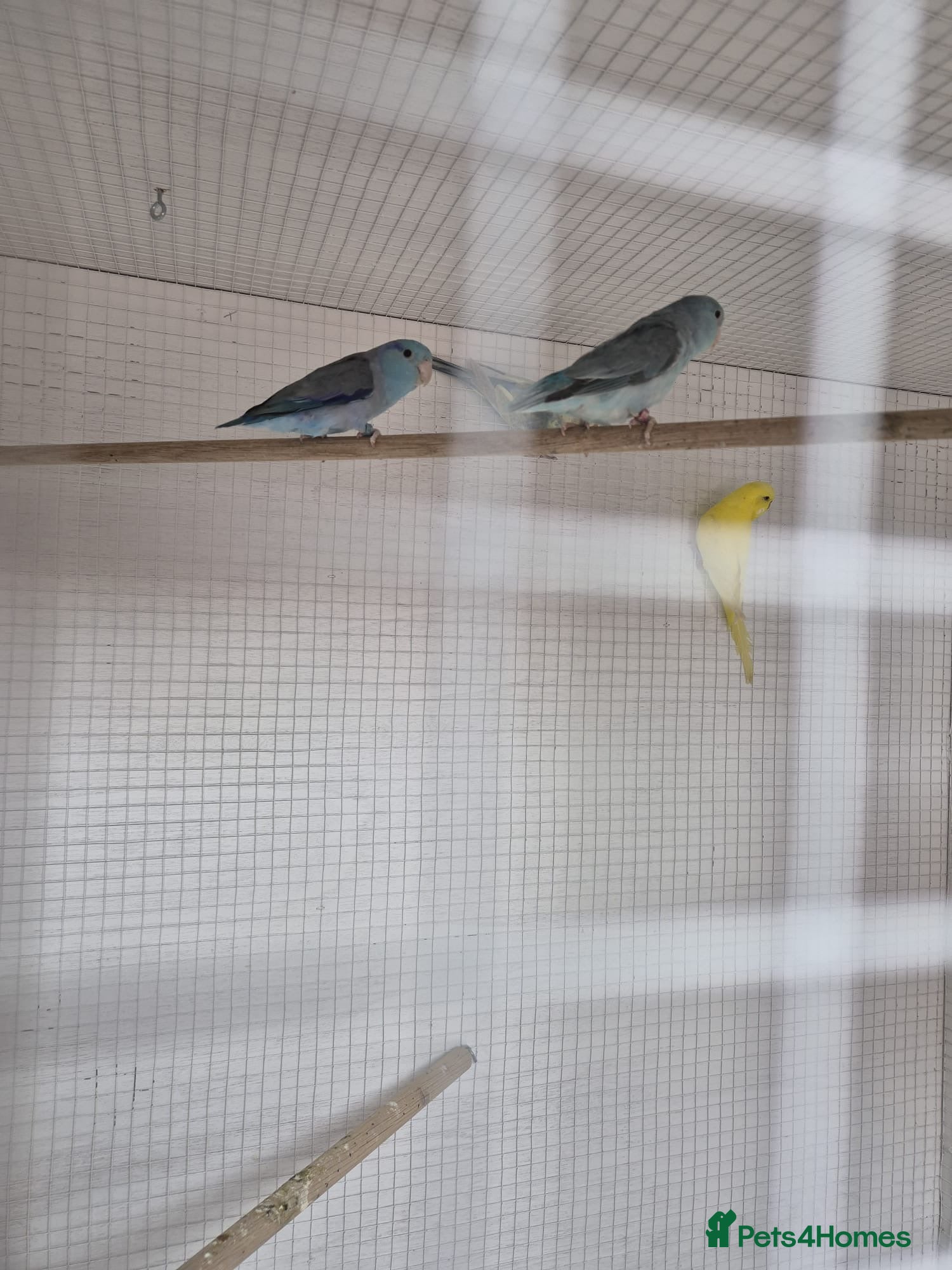 Parakeets birds Violet Paroletts  - Advert 3