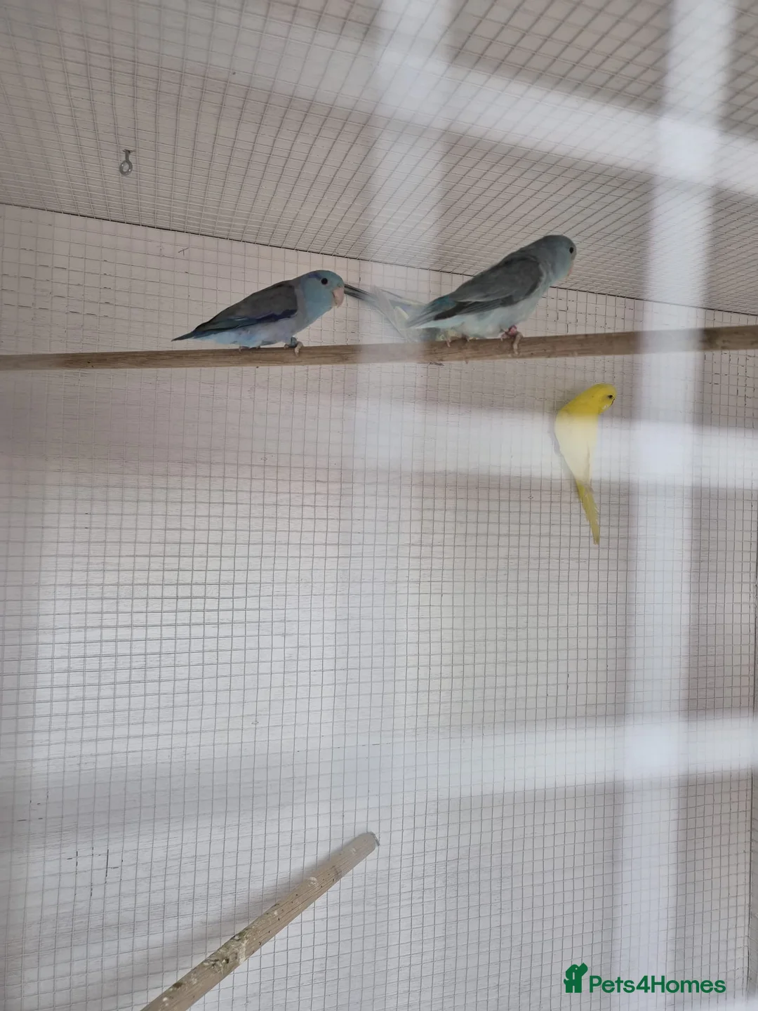 Parakeets birds for sale: Violet Paroletts  - Advert 1