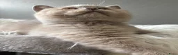 British Longhair cats for sale: **Only 2 Remaining! GCCF British LH/SH Kittens ** - Advert 31