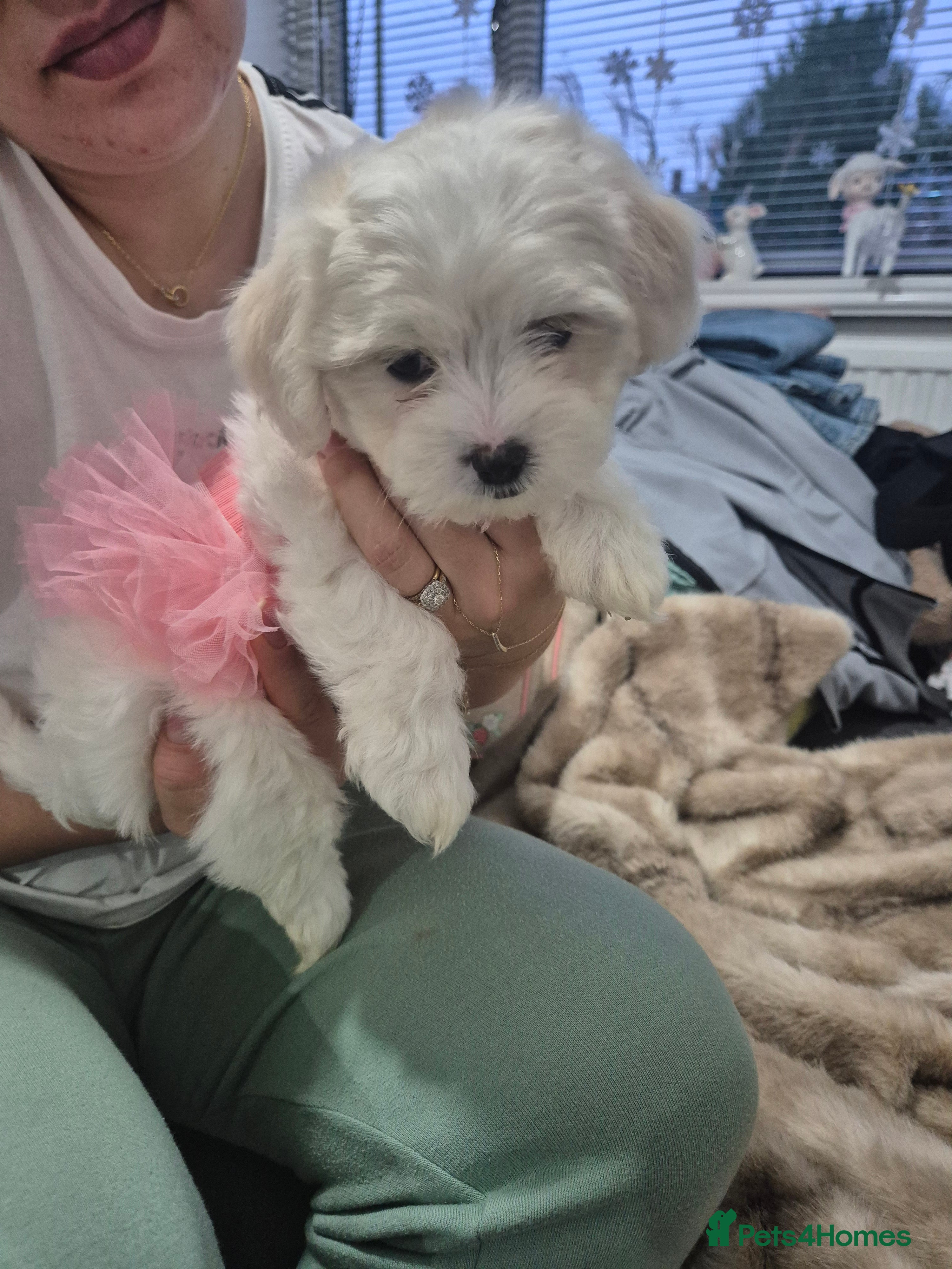 Maltese dogs READY TO GO Beautiful Maltese puppies  - Advert 6