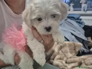 Maltese dogs READY TO GO Beautiful Maltese puppies - Advert 6