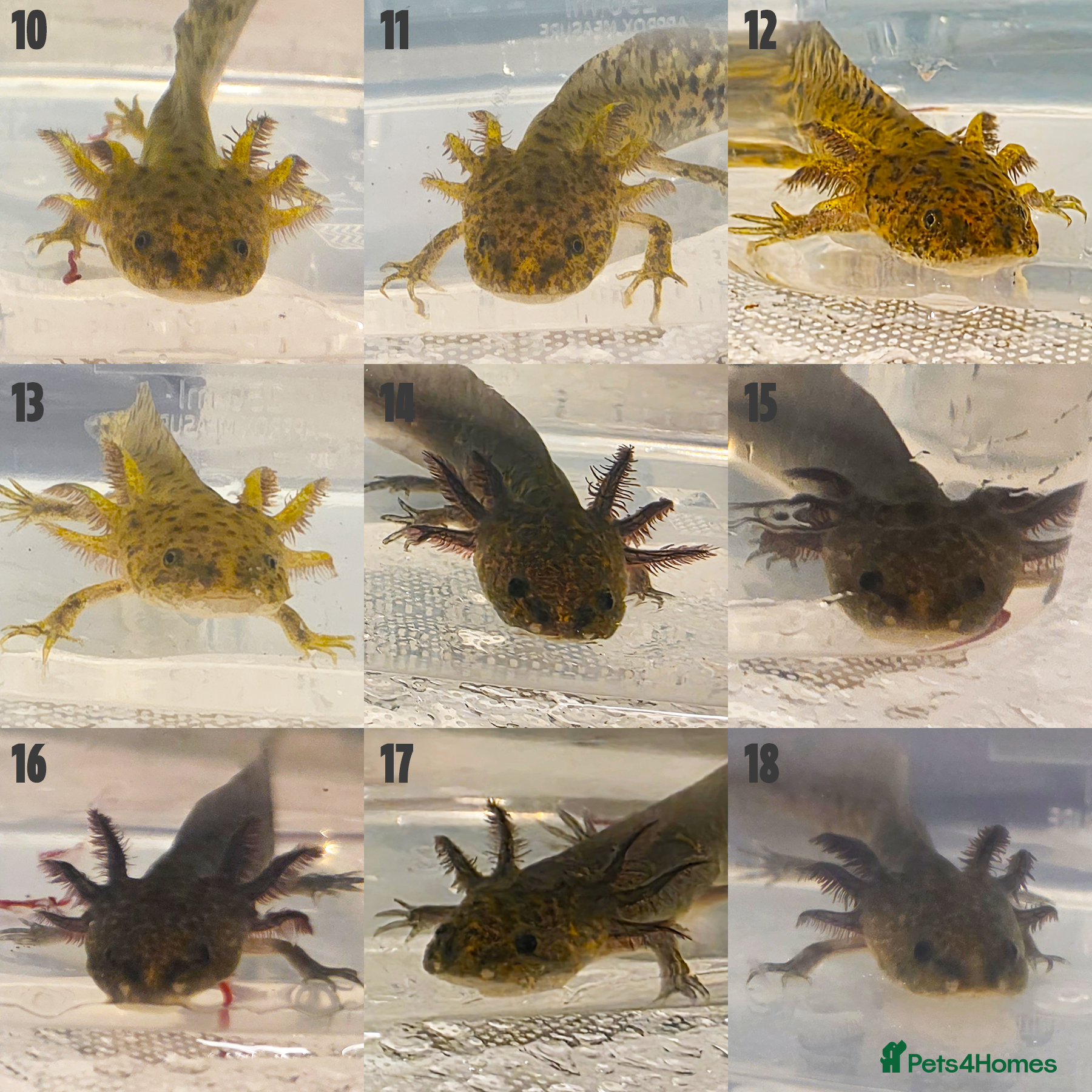 Axolotl reptiles for sale: Juvenile Axolotls - 4 Months - 4 Inches in Telford - Advert 4