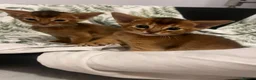 Abyssinian cats for sale: Adorable Abyssinian kittens - Advert 16