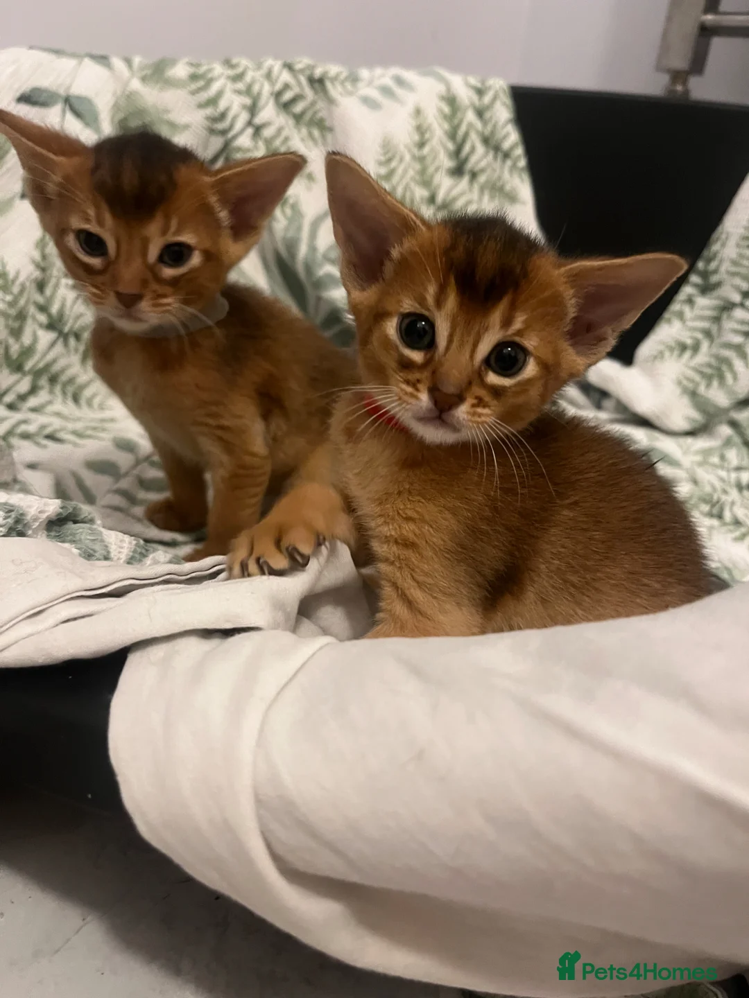 Abyssinian cats for sale: Adorable Abyssinian kittens - Advert 16