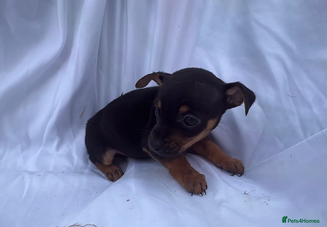 Jack Russell dogs for sale: Jack Russell pups  - Advert 2